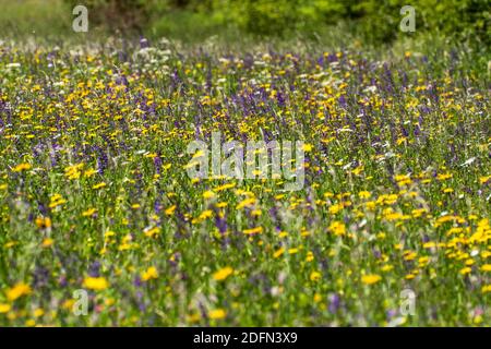 Blumenwiese mit Artenreicher Flora Stockfoto