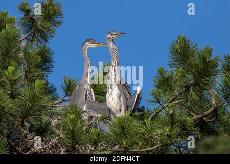 Graureiher (Ardea cinerea) Jungvögel Stockfoto