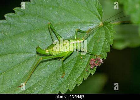 Punktierte Zartschrecke (Leptophyes punctatissima) Weihnachten Stockfoto