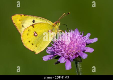 Goldene Acht (Colias hyale) Stockfoto