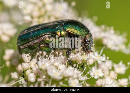 Rosenkäfer (Cetonia aurata) Stockfoto