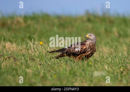 Rotmilan (Milvus Milvus) Stockfoto