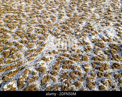 Neuschnee bedeckt Bündel von trocken geschnittenem Gras in einem Bauernhof Feld oben Luftaufnahme, Stockfoto