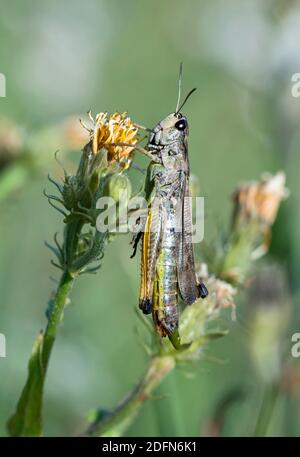 Heuschrecke mit Bogenflügeln (Chorthippus biguttulus), Wallis, Schweiz Stockfoto