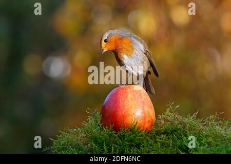 Europäischer Rotkehlchen (Erithacus rubecula) auf einem Apfel stehend, Schleswig-Holstein, Deutschland Stockfoto