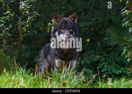 Grauer Wolf (Canis lupus) schaut neugierig aus dem Wald, Schleswig-Holstein, Deutschland Stockfoto