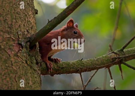 Eurasisches Rothörnchen (Sciurus vulgaris) mit Eichel im Mund, Schleswig-Holstein, Deutschland Stockfoto