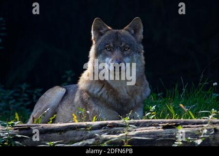 Ruhender Grauwolf (Canis lupus), Schleswig-Holstein, Deutschland Stockfoto