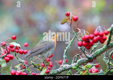 Europäischer Rotkehlchen (Erithacus rubecula) mit Weißdornbeeren, Solms, Hessen, Deutschland Stockfoto