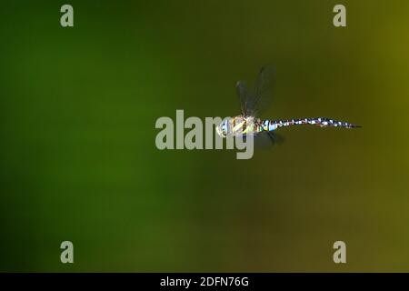 Herbst-Mosaikjungfer (Aeshna Mixta) Stockfoto