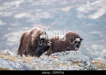 Moschusochse (Ovibos moschatus), Stier mit Weibchen, Dovrefjell-Sunndalsfjella Nationalpark, Norwegen Stockfoto