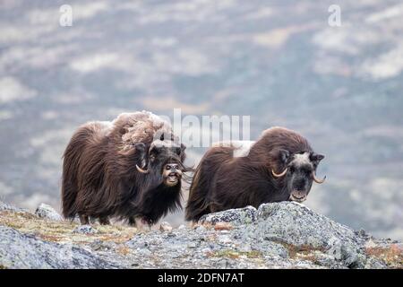 Moschusochse (Ovibos moschatus), Stier mit Weibchen, Dovrefjell-Sunndalsfjella Nationalpark, Norwegen Stockfoto