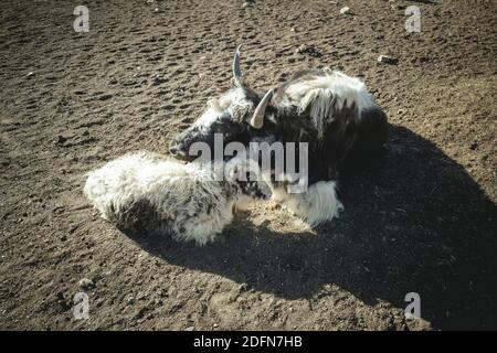 Yak, Mutter mit Kalb auf der Weide, Bozai Gumbaz, Wachan-Korridor, Badakhshan, Afghanistan Stockfoto