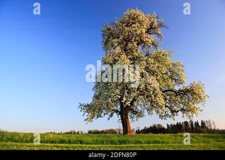 Birnenbaum in Blüte (Pyrus pyraster), Birnenbaum, Schweiz Stockfoto