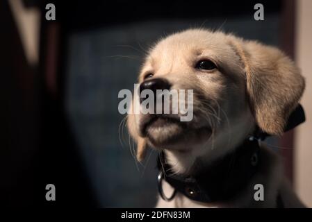 Labrador Retriever Welpe im Sonnenlicht weg von der Kamera Stockfoto