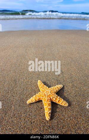 Seestern am Strand Stockfoto