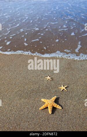 Seestern am Strand Stockfoto