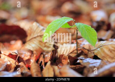 Europäische Buche ( Fagus sylvaticia) , Buche, Sämling, Schweiz Stockfoto