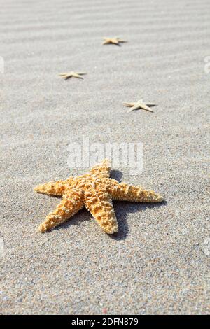 Seestern am Strand Stockfoto