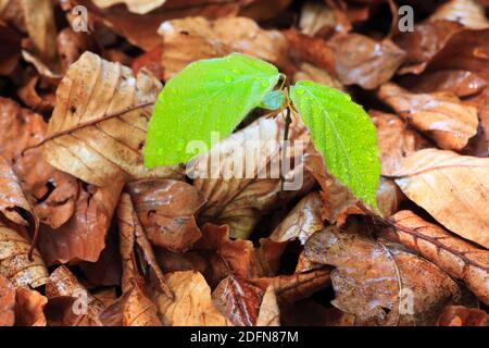 Europäische Buche ( Fagus sylvaticia) , Buche, Sämling, Schweiz Stockfoto