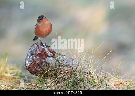 Buchfink (Fringilla coelebs) Finken, männlich, Schottland, Großbritannien Stockfoto