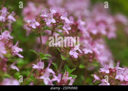 Wilder Thymian, Thymus serpyllum, Schweiz Stockfoto