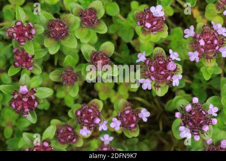 Wilder Thymian, Thymus serpyllum, Schweiz Stockfoto