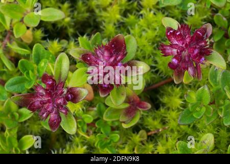 Wilder Thymian, Thymus serpyllum, Schweiz Stockfoto