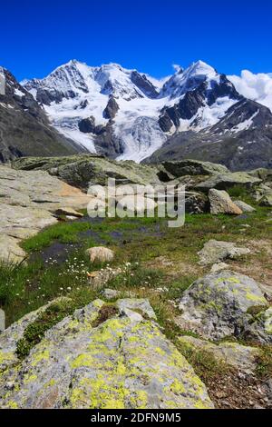 Piz Tschierva, 3546 m, Piz Bernina, 4049 m, Biancograt, Piz Roseg, 3937 m, Graubünden, Schweiz Stockfoto