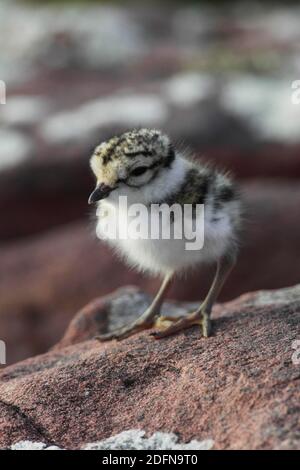 Little Ringed Plover, Küken, Charadrius hiaticula, Schottland, Vereinigtes Königreich Stockfoto