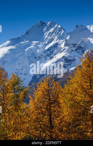 Piz Bernina, 4049 m, Bianco Grat, Oberengadin, Graubünden, Schweiz Stockfoto