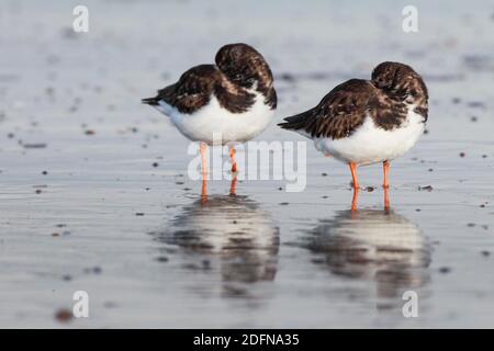 Turnstones, Arenaria interpres, Deutschland Stockfoto