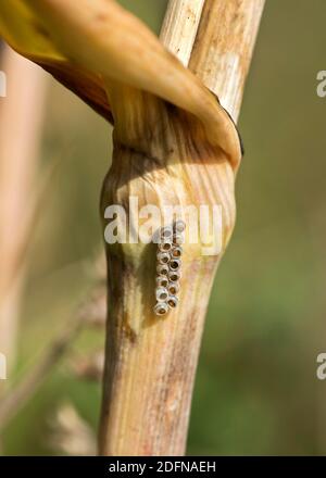 Gelege des Grauen Gartenwanzes (Rhaphigaster nebulosa) mit offenen Eiern, Wallis, Schweiz Stockfoto