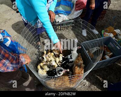 Verkauf von Enten, Hühnern und Hamstern auf dem wöchentlichen Viehmarkt, Otavalo, Provinz Imbabura, Ecuador Stockfoto