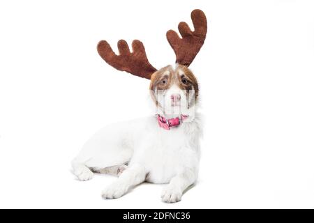 Mongrel Hund mit Neujahr und Weihnachten Hirsch Geweih auf Ein weißer Hintergrund Stockfoto