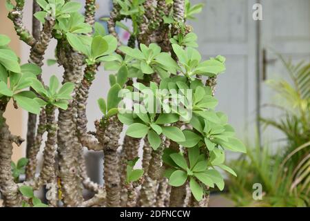 Euphorbia neriifolia mit grünen und sauberen Blättern Stockfoto