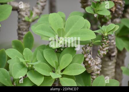 Euphorbia neriifolia mit grünen und sauberen Blättern Stockfoto