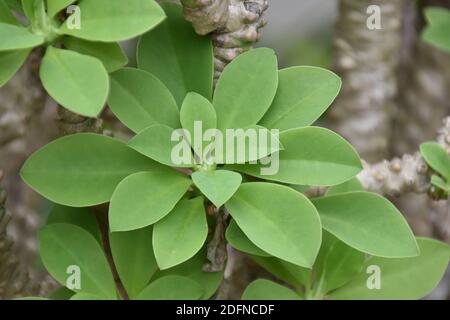 Euphorbia neriifolia mit grünen und sauberen Blättern Stockfoto