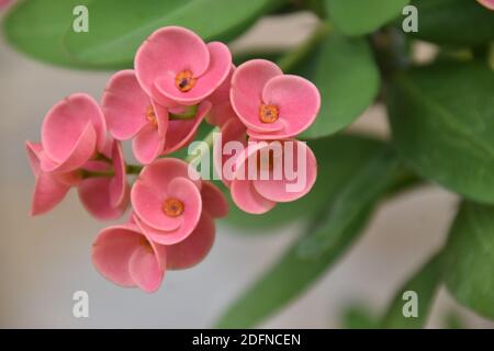 Schöne rosa Blume von Euphorbia Milii Stockfoto