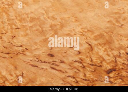 Textur der karelischen Birke Stockfoto