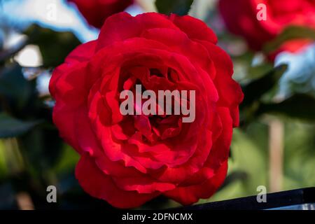 'Fragrant Cloud" Hybrid Tea Rose, Tehybridros (Rosa) Stockfoto