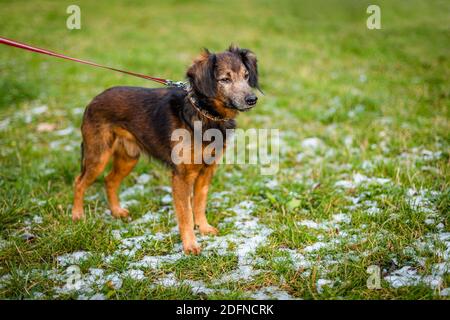 Ein süßer kleiner orange und dunkelbrauner Mischlingshund, der auf grünem Gras steht, bedeckt mit Schnee, auf roter Leine steht und in der Ferne schaut. Wintertag im Park. Stockfoto