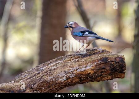 Eichelhäher (Garrulus glandarius) Stockfoto