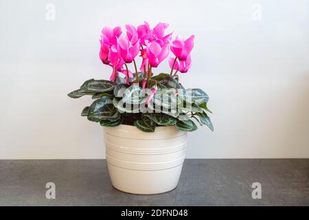 Cyclamen mit leuchtend rosa Blüten in einem Topf Stockfoto