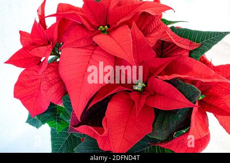 Weihnachtssterne oder Weihnachtsrose (Euphorbia pulcherrima). Rotes und grünes Laub wird oft als Dekoration für Weihnachten verwendet. Stockfoto