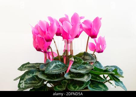 Cyclamen mit leuchtend rosa Blüten und dunkelgrünen Blättern mit Muster Stockfoto