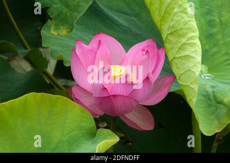 Sydney Australien, Lotuspflanze mit rosa Blume Stockfoto