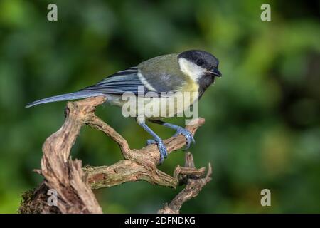 Kohlmeise (Parus Major) Jungvogel Stockfoto