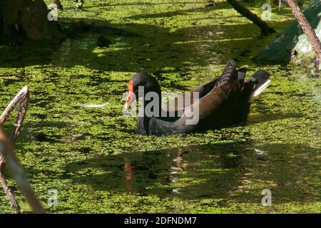 Sydney Australien, Dusky Moorhen schwimmen im Teich Stockfoto