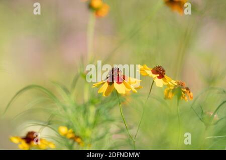 Gelb blühende Blüten mit braunen Herzen in einem Feld. Sonnenblume, 'Goldrausch' Helenium autumnale. Selektiver Fokus. Stockfoto